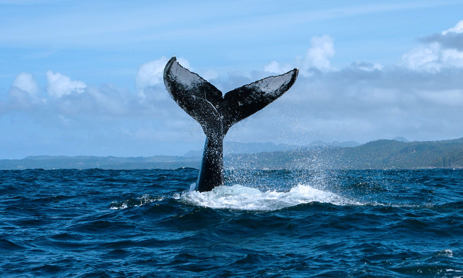 Whale Watching Tour in Samana from Las Terrenas.