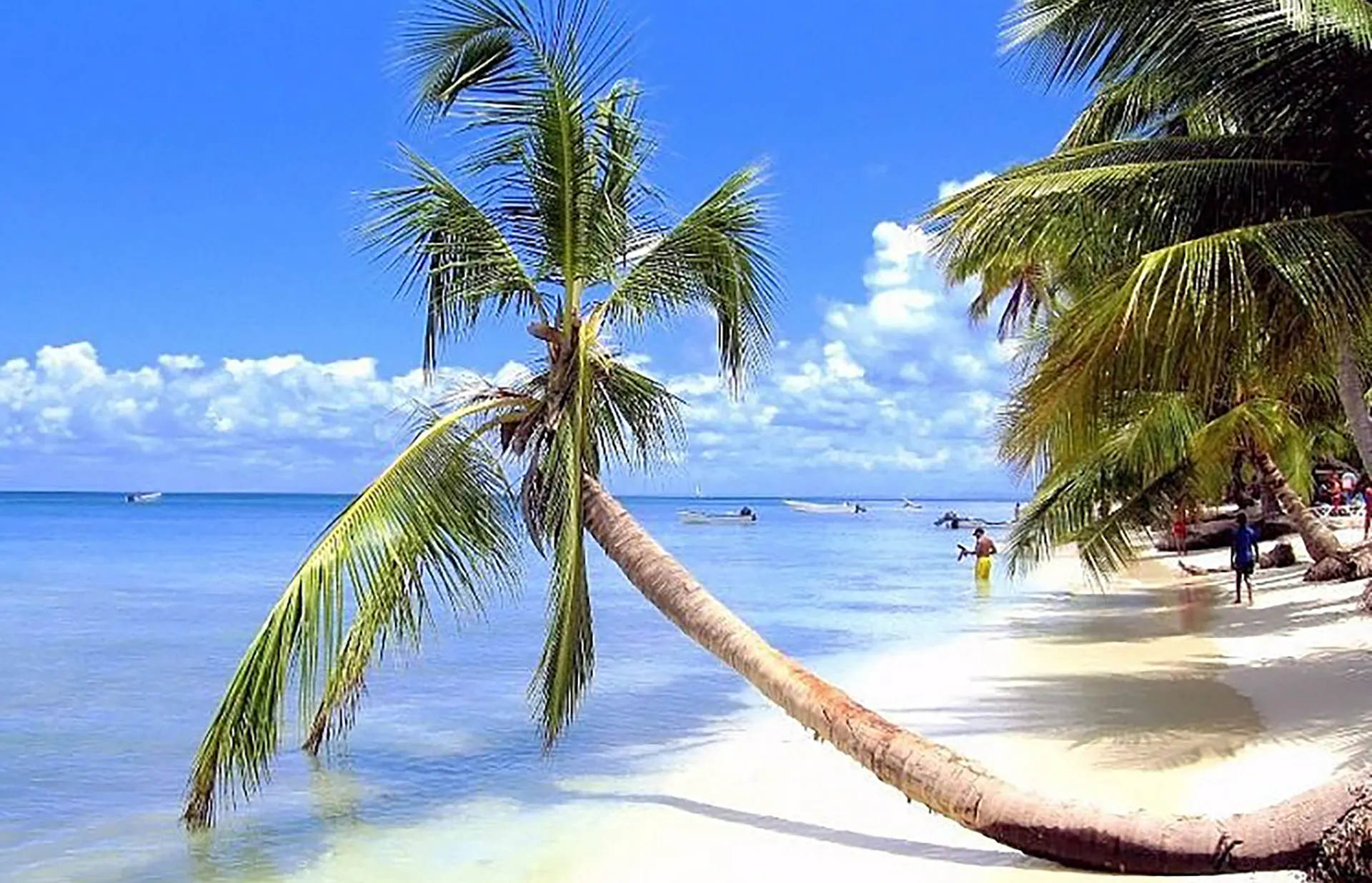 Leaning palm over turquoise shallows with people in the water