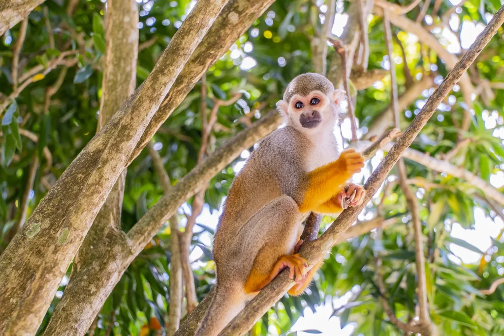 Ziplines + Monkeyland Samaná